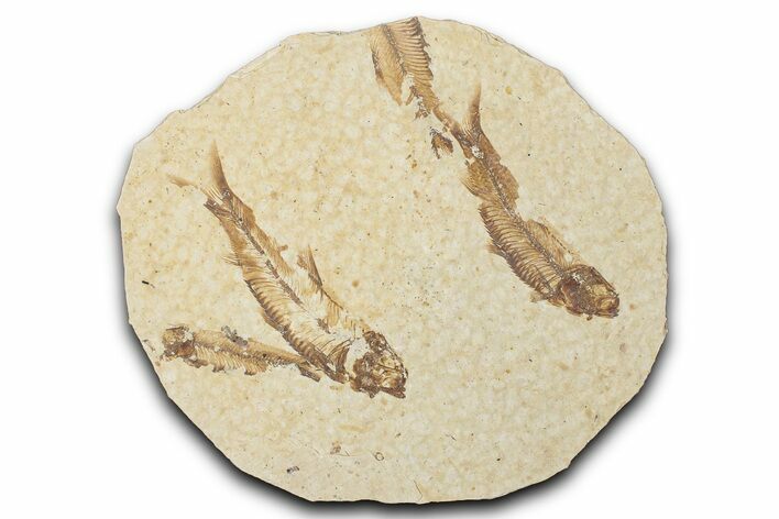 Fossil Fish (Knightia) Mortality Plate - Wyoming #339034